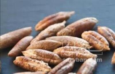 فروش هسته خرما