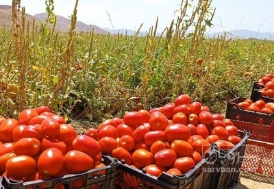 فروش گوجه فرنگی