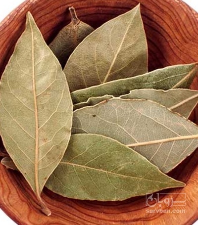 فروش برگ بو (گیاه‌ دارویی)