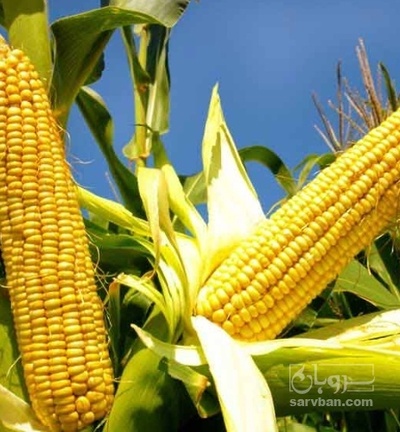 فروش ذرت