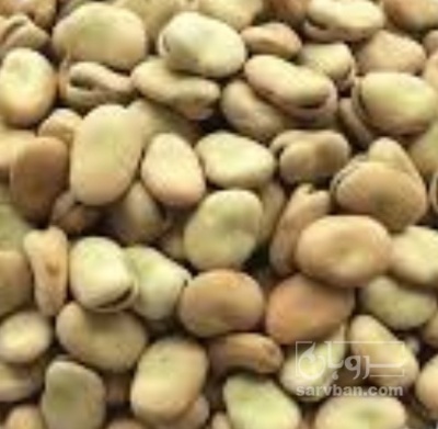 فروش باقلا تازه - باقالی - باقالا