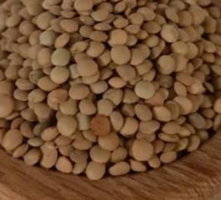 فروش عدس قرمز