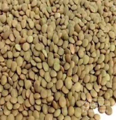 فروش عدس