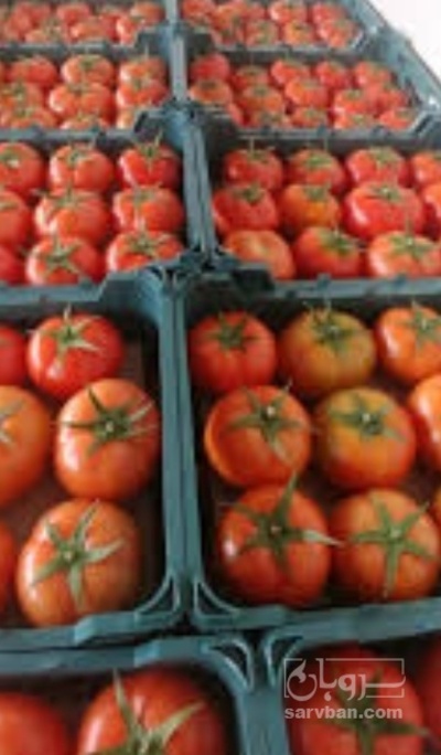 فروش گوجه فرنگی 8320