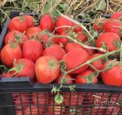 فروش گوجه فرنگی بروبیو