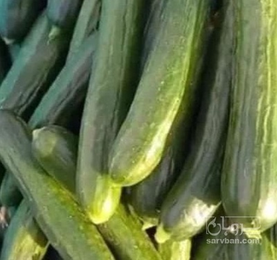 فروش خیار خطی