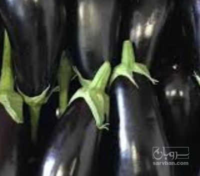 فروش بادمجان لامپی