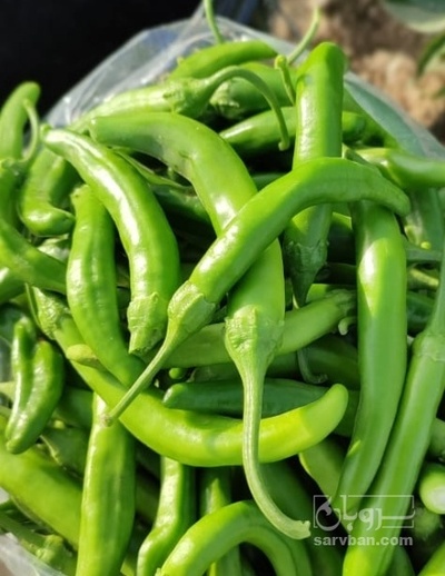 فروش فلفل سبز قلمی