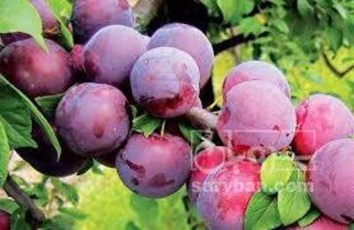 فروش آلوکالیفرنیا