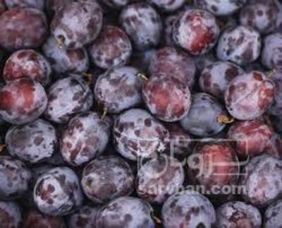 فروش آلوحاج حسنی