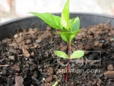 فروش نهال هلو