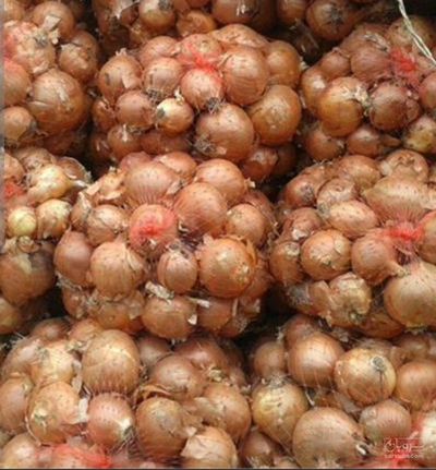 فروش پیاز