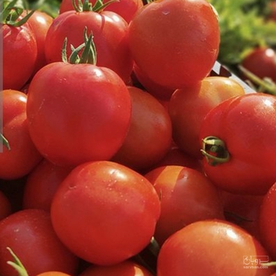 فروش گوجه فرنگی