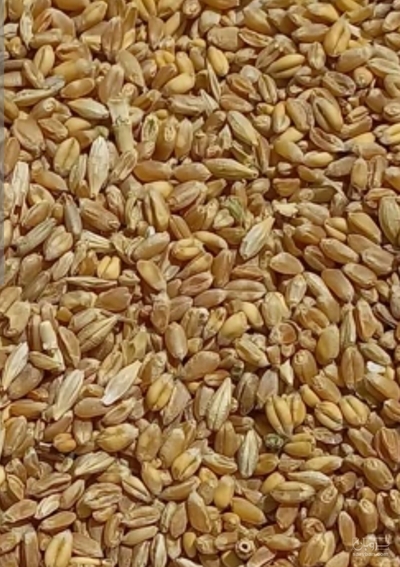 فروش گندم