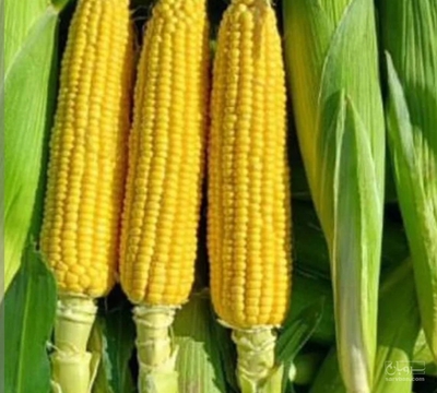 فروش ذرت