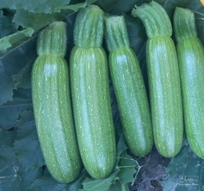فروش کدو  سبز