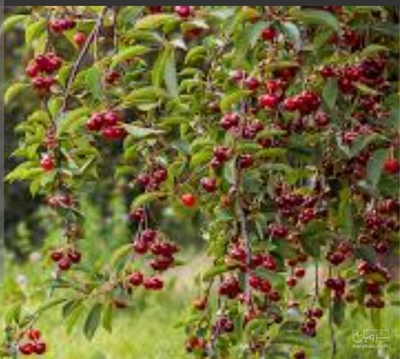 فروش گیلاس
