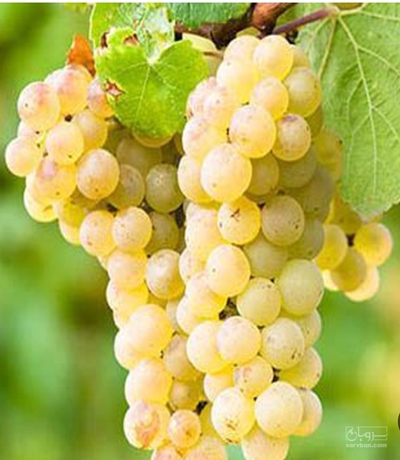فروش انگور