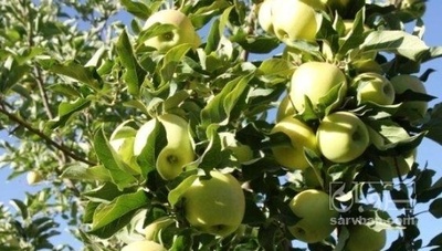 فروش سیب زرد