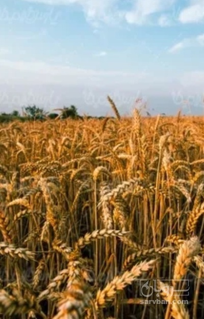 فروش گل محمدی (گیاه‌ دارویی)
