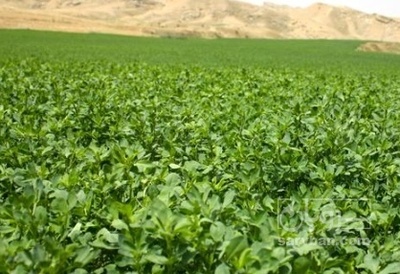 فروش یونجه