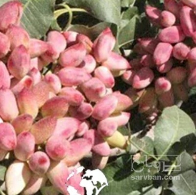 فروش پسته