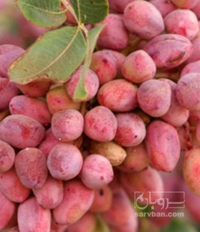 فروش پسته