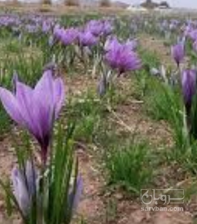 فروش زعفران (گیاه‌ دارویی)