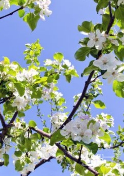 فروش سیب زرد