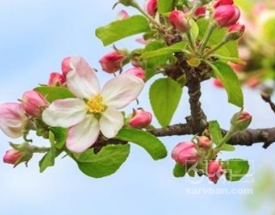 فروش سیب قرمز