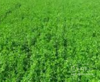 فروش یونجه