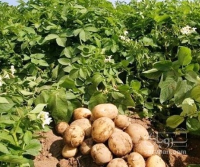 فروش سیب زمینی