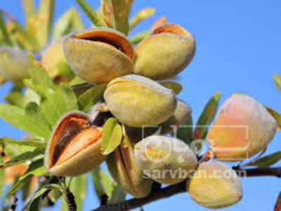 فروش بادام