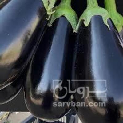 فروش بادمجان لامپی