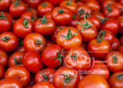 فروش گوجه فرنگی