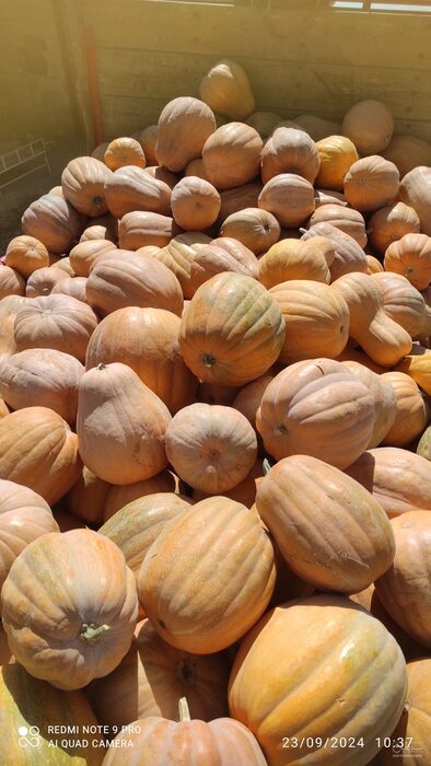 فروش کدوانجیری