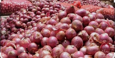 فروش پیازقرمز