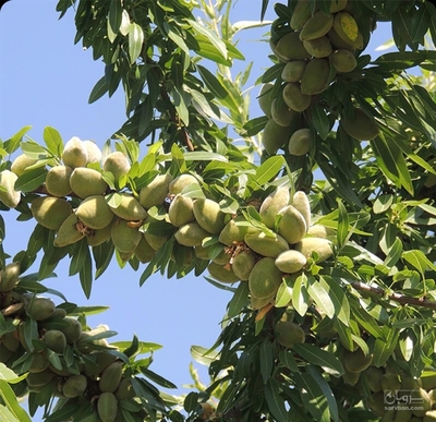 فروش بادام سنگی