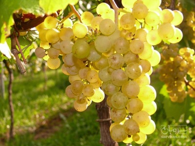 فروش انگور