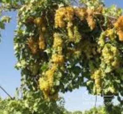 فروش انگور