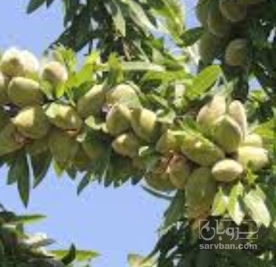 فروش بادام