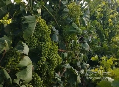 فروش انگور