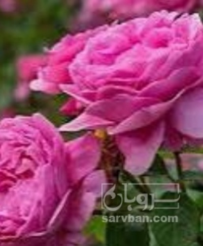 فروش گل محمدی (گیاه‌ دارویی)