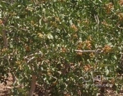 فروش پسته