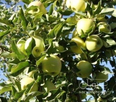 فروش سیب زرد