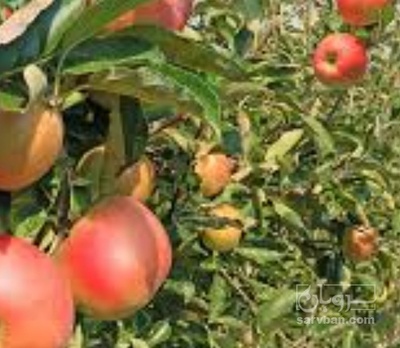 فروش سیب قرمز