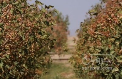 فروش پسته