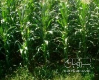 فروش چاپر ذرت - سیلاژ ذرت