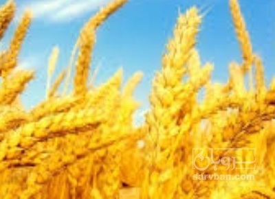 فروش گندم