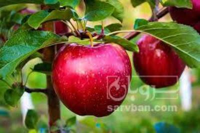 فروش سیب قرمز